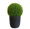 22" Boxwood Topiary