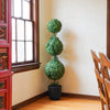 5ft Boxwood Topiary