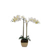 Tabletop Artificial Orchid