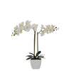 Tabletop Artificial Orchid