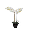 Tabletop Artificial Orchid